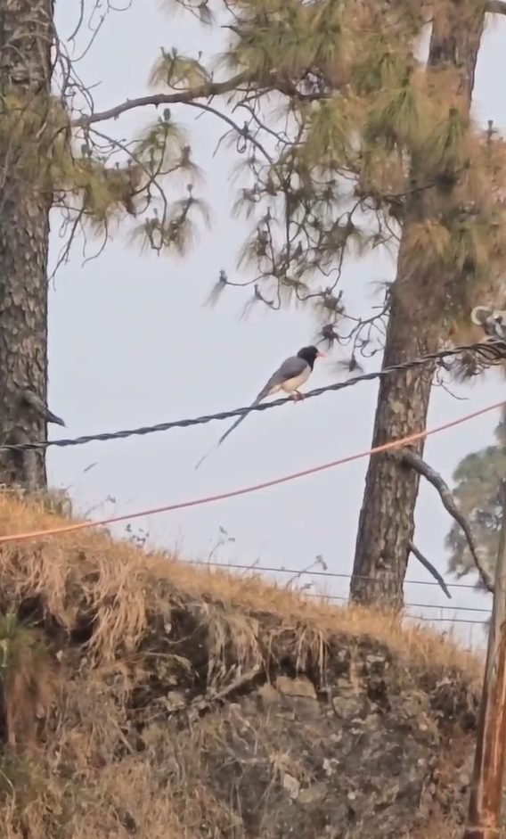 Bird Watching Paradise