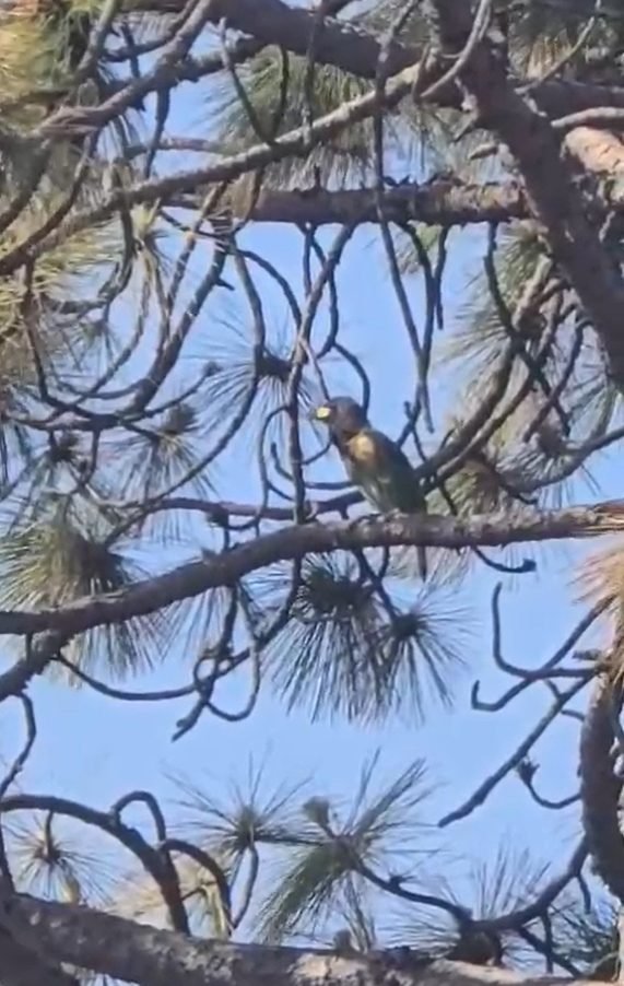 Bird Watching Paradise