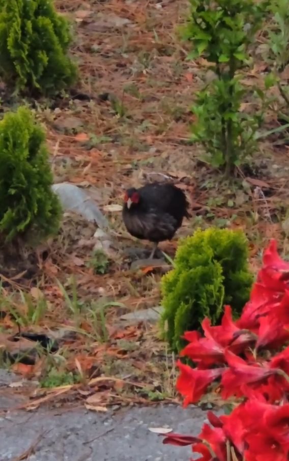 Bird Watching Paradise