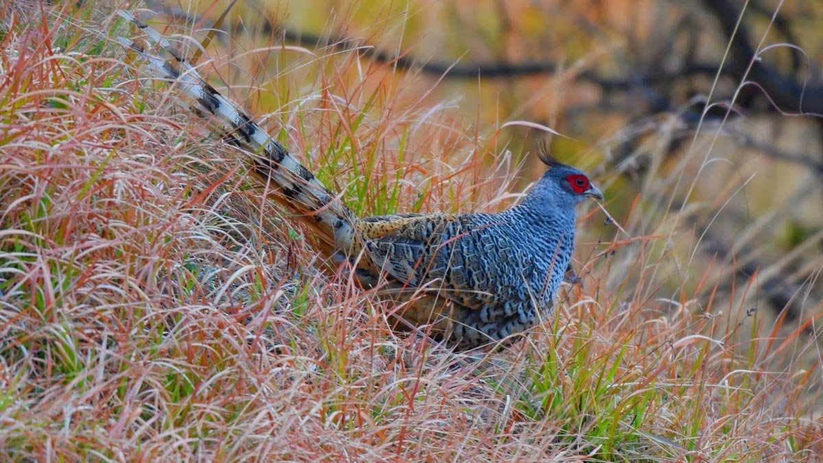 Cheer Pheasant Spotted near Koklass stay