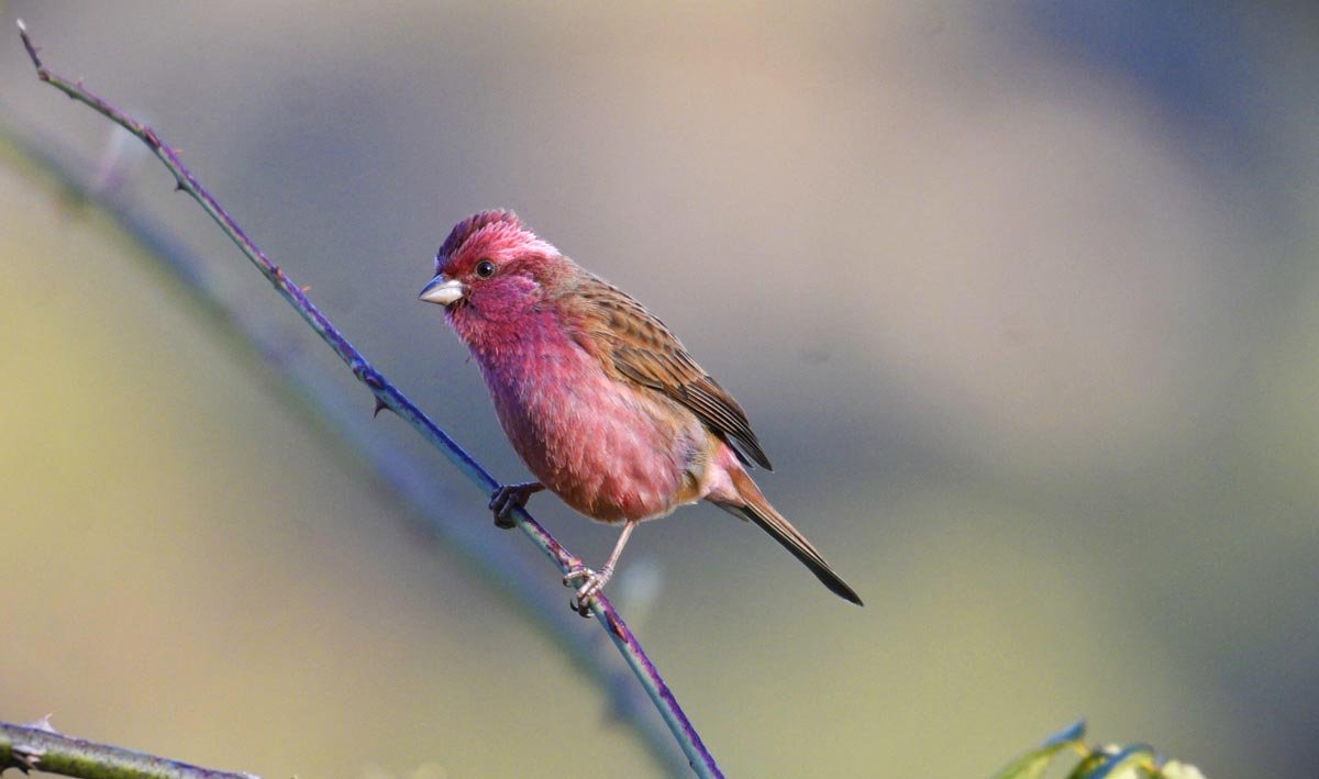 Bird Spotted near Koklass stay